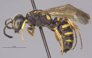 Media type: image;   Entomology 13788 Aspect: habitus lateral view